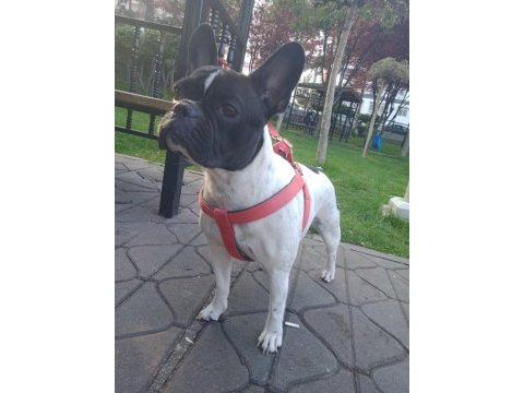 2 yaşında dişi french bulldog