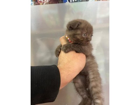Dişi scottish fold