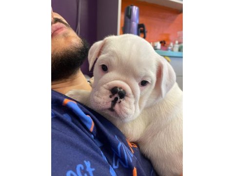 Dişi özel ingiliz bulldog