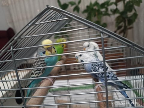 Acil muhabbet kuşu