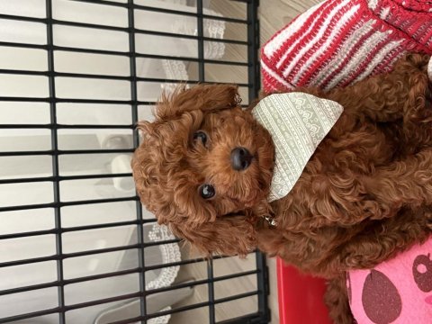 Poodle köpeğimiz