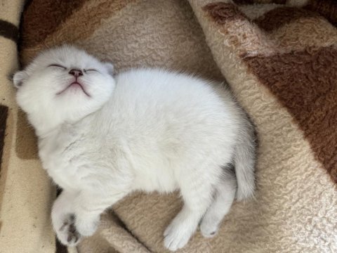 Scottish fold yavru