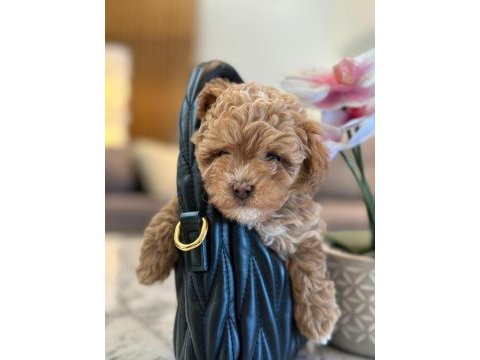 Maltipoo bebeklerimiz gelmiştir