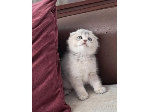 Scottish fold golden dişi