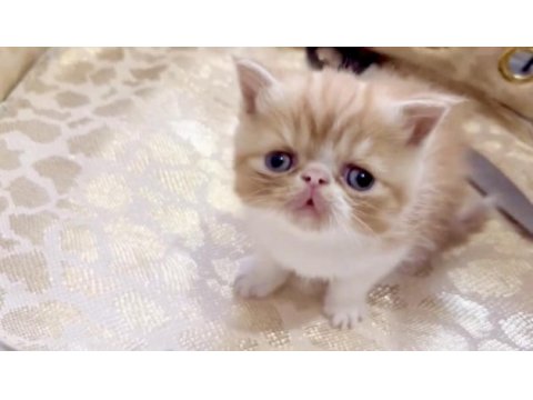 Safkan şecereli exotic shorthair garfıeld yavrum