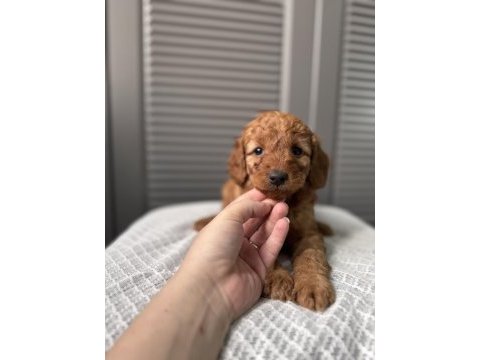 Red maltipoo