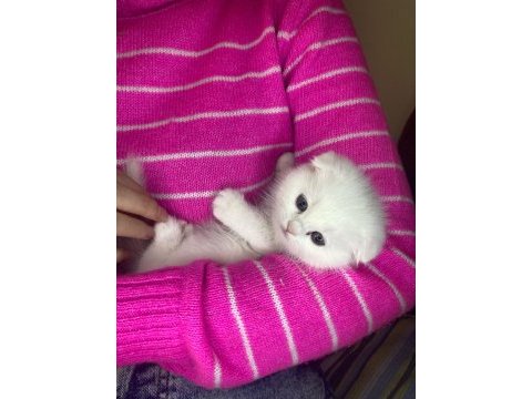 Show kalite safkan british longhair yavrularım