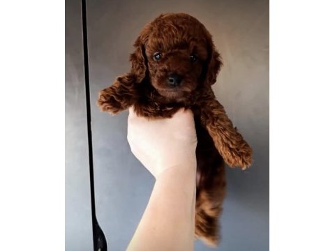 Red brown poodle yavru