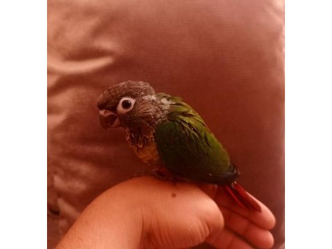 El besleme konur bebek