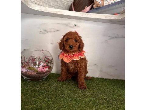 Tüy dökmeyen poodle