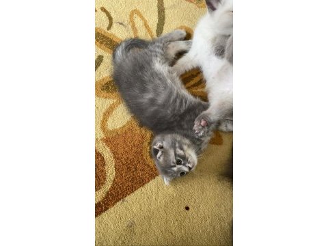 Yavru scottish fold 2 aylık