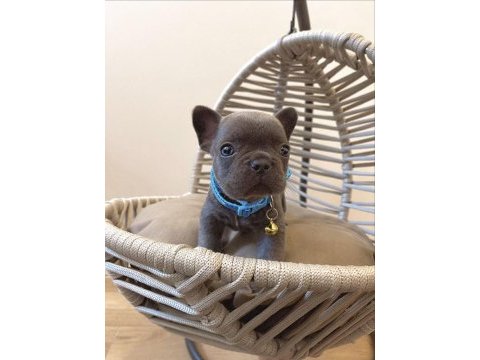 Dişi ve erkek her renkte mevcut french bulldog yavrularım
