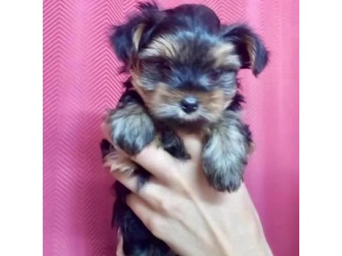Teacup yorkshire yavrular