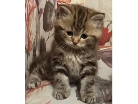 Golden tabby ve british short-longhair yavrularımız