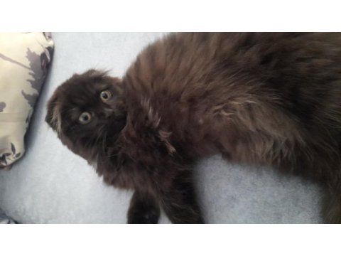 3 aylik tuvalet eğitimli çirkin kral scottish fold