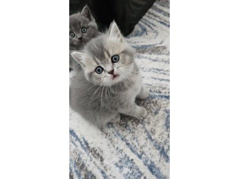 Güzeller güzeli brıtısh shorthair yavrularım 
