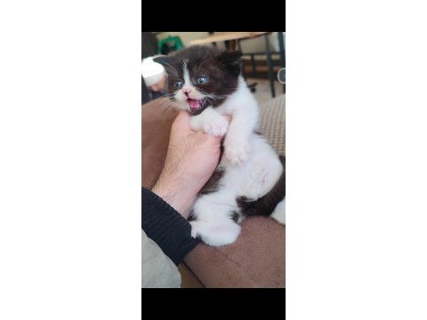 British shorthair çikolata bicolor