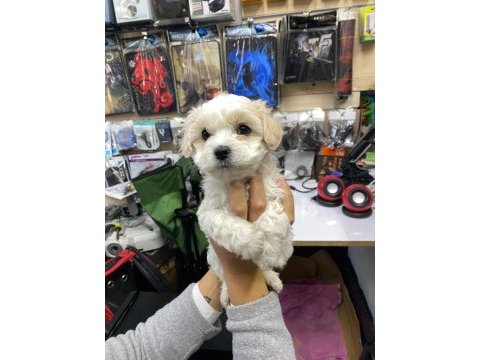 Maltese 1 numara