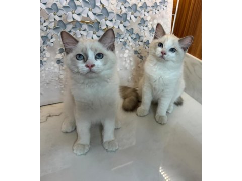 Şecereli anne ve babadan safkan ragdoll yavrular