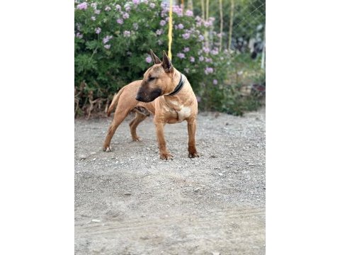Kusursuz erkek bull terrier