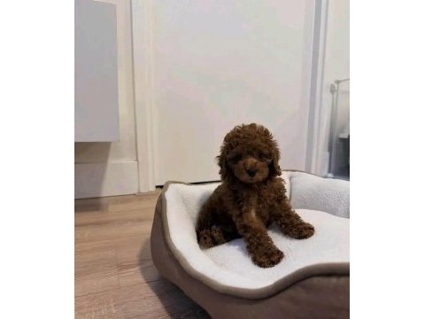 Irk garantili toy poodle 
