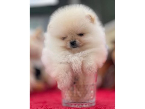 Show kalite pomeranian bebekler