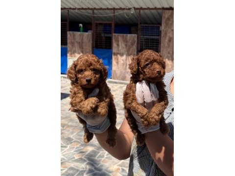 Toy poodle yavrularımız