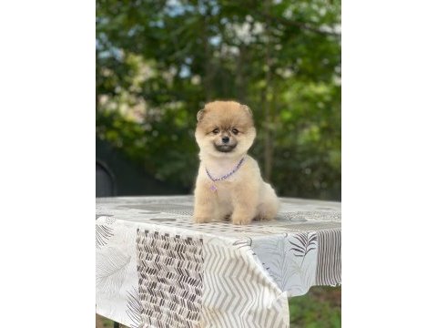 Pomeranian boo yavrularımız