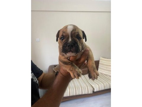 Exotic ingiliz bulldog yavrularımız