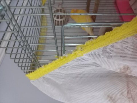 Sahibinden satılık mükemmel haez roller erkek kanarya
