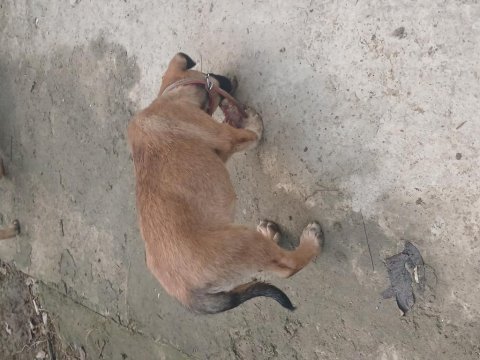 Sarı anadolu çoban köpeği