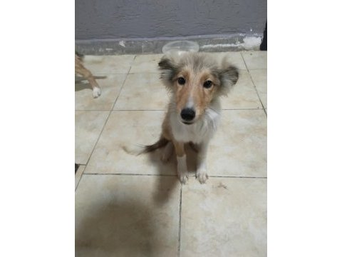 3.5 aylık rough collie lessie yavrularım