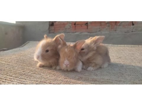 Aslanbaş ve teddy lop tavşanı yavrular