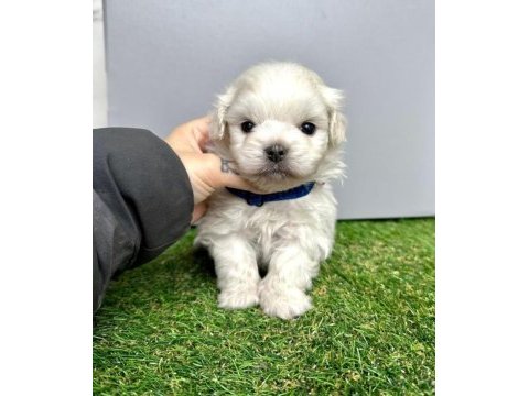 Maltese terrier cinsleri