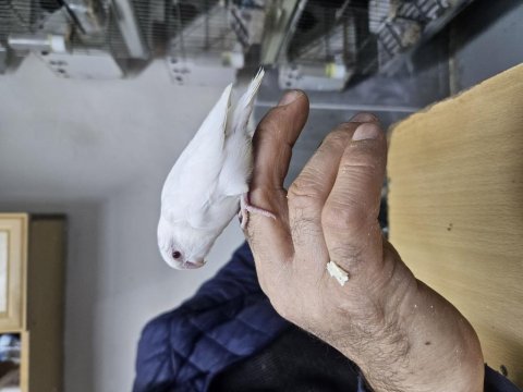 Yeme yeni düşmüş ve düşecek dısı forpus bebekler