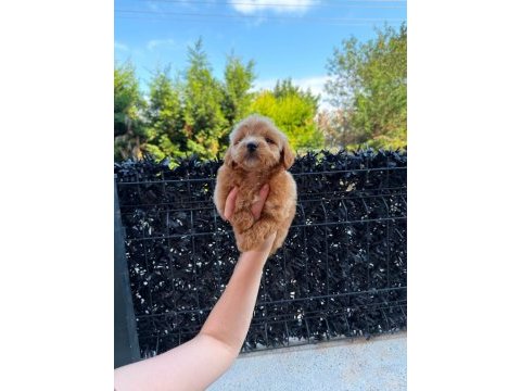 Maltipoo yavrumuz