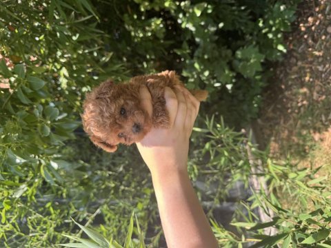 Evde büyüyen teacup ve toy boy poodle yavrular