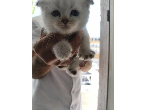 Sütten yeni kesilmiş scottish fold ve iran chinchilla yavru