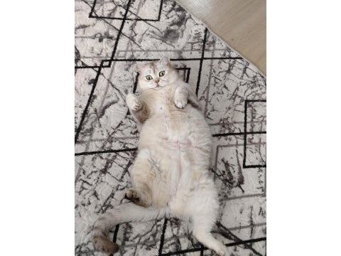3,5 yaşında dişi british shorthair