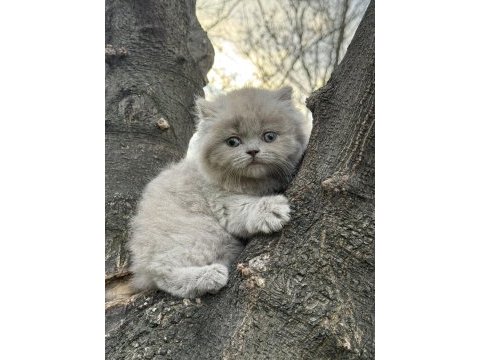 British shorthair yavrumuz (lilac)