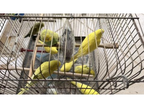 Yeme yeni düşen jumbo yavrular ve birtakım jumbo kuşlar