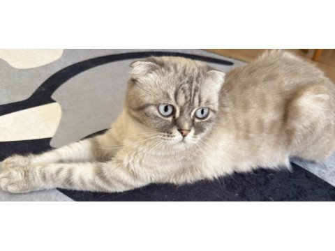 Scottish fold dişi acil yuva