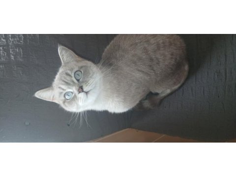 4 tane yavru kedilerimizi sahiplendirmek istiyoruz