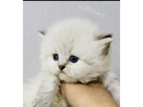 By1125 şecereli british longhair