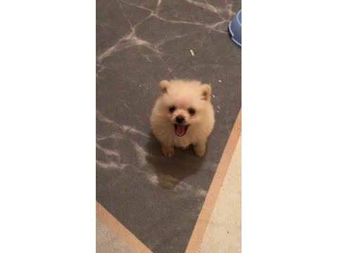 Mini pomeranian spitz yavruları