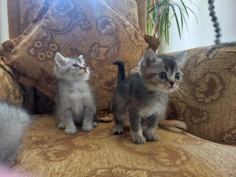 En tatlı ve şeker british shorthair kedime yuva