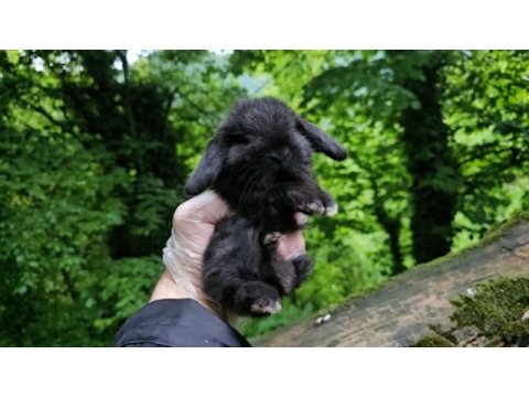 Mini lop tavşanı bebeklerimiz