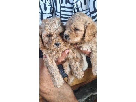 Maltipoo kalite yavrular ırk sağlık garantili