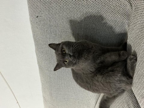 23.03 doğumlu akıllı british shorthair yavru