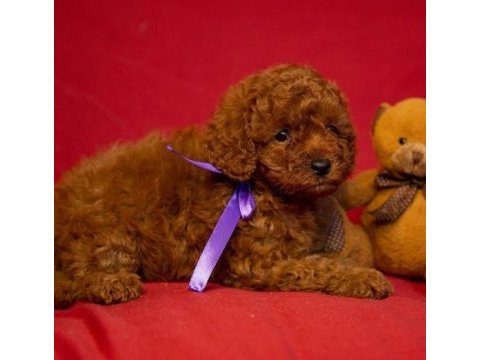 Irk garantili toy poodle yavruları